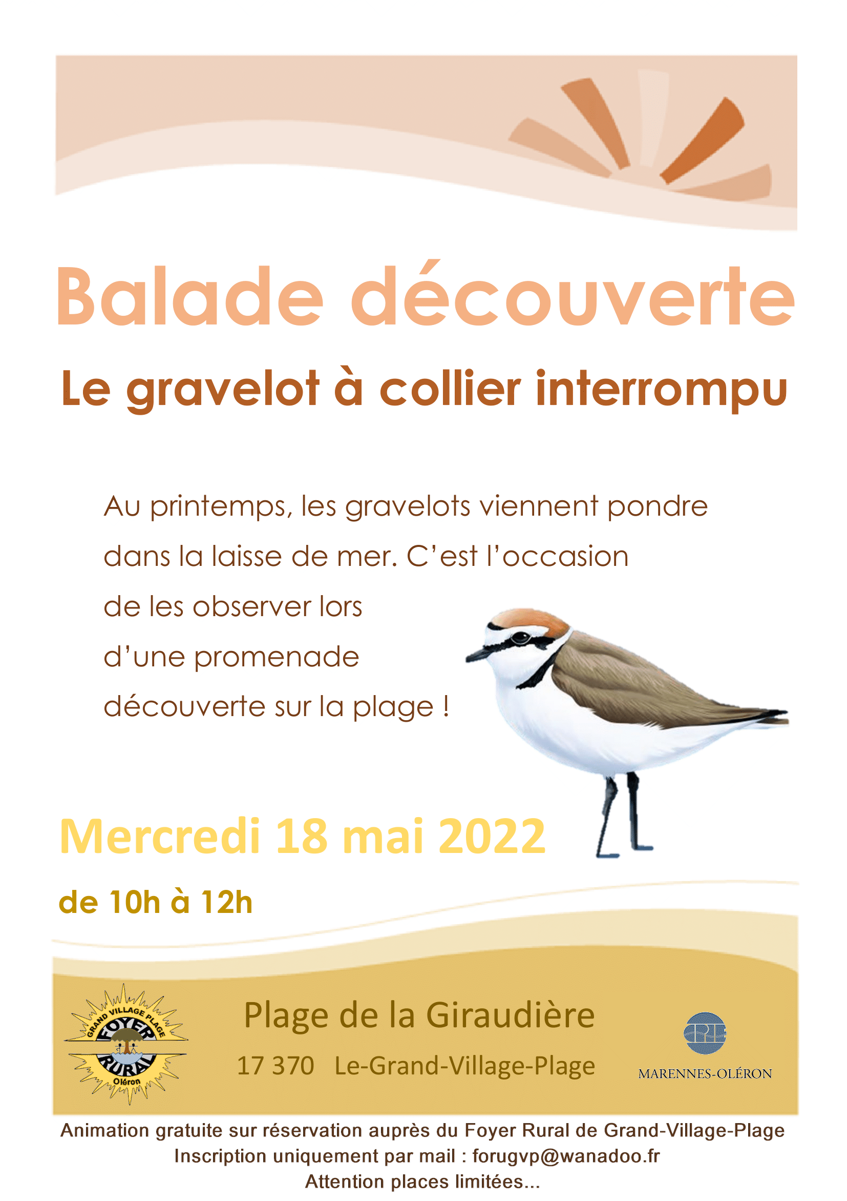 Affiche balade découverte du gravelot