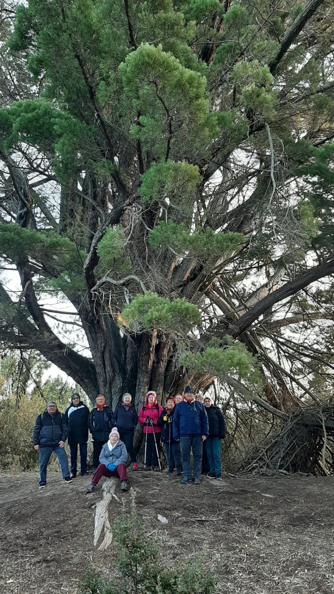 Le grand Cyprès le 15