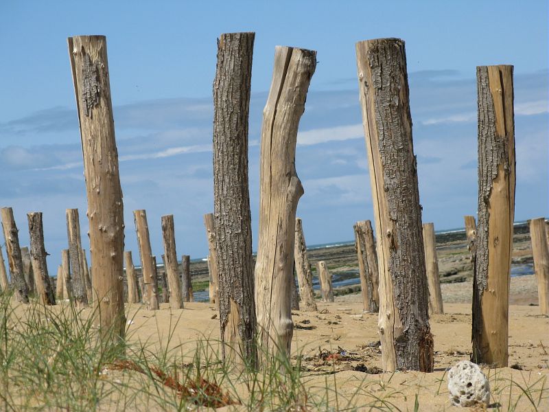 Saint denis d oleron plage cmt17 a birard