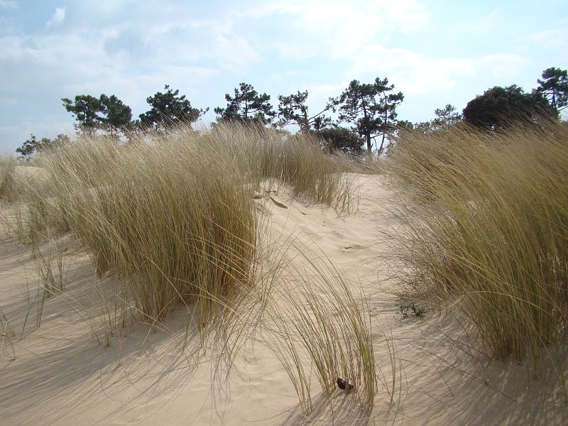 Saint georges d oleron plage de boyardville cmt17 e coeffe